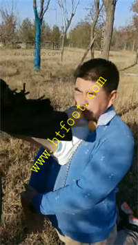 glzhz30foxx.jpg