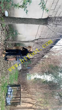 lctplnq4414.jpg