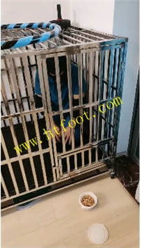 TL35217 暴力美学】狗笼圈养62分钟