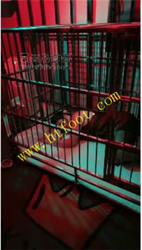 NNTL33815 莉莉丝】公母一体42分钟