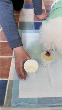 【调教视频】【灵汐】赏赐家奴圣水 JS260408-9