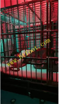 NNTL33794 莉莉丝】开发新奴31分钟