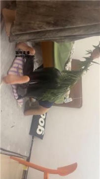 【调教视频】【饭饭】重度sp专场 JS250504-26