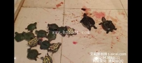 34538  19岁女生阿离可爱凉鞋踩爆小乌龟