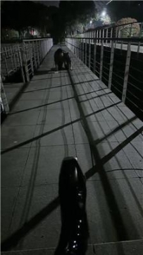 【调教视频】【颜值】深夜户外遛狗犬化场 JS260328-18