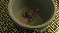 TL18971 黄金圣水强迫吃5分钟