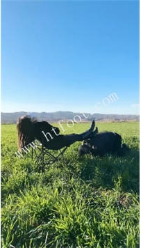 TL51683 辣姐】户外玩畜生70分钟