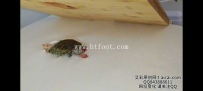 34560  卡怡性感紧身牛仔裤翘臀坐乌龟