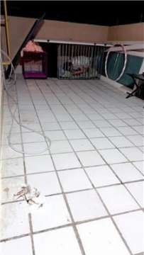 【调教视频】【樱桃S】圈养犬化现场实录 JS260413-55