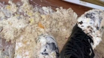 21087【木木桑】小妹妹马丁靴踩大蛋糕