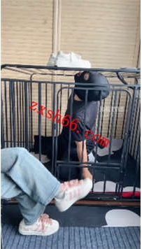 TLZB25780Join-狗笼圈养狗继续驯化40分