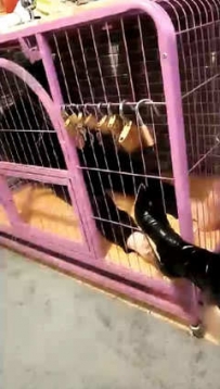 TL4303 天香百合 笼中训狗