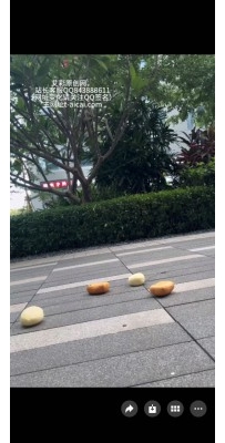 新人女高 素人 两双鞋 aj户外定制 口水 脏鞋底 青春  JS250814~11