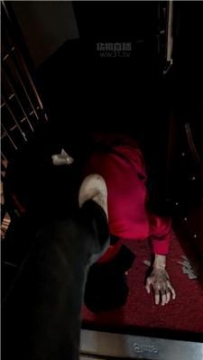 【调教视频】【诗S】考核男m是否配当诗祖宗的狗 bf63129