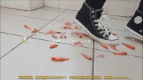 22583【哚儿】无意识踩踏金鱼 残虐金鱼成鱼肉酱 刺激