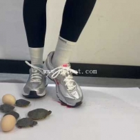 34129  饭团运动鞋乌龟